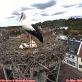 13_40-nest.jpg