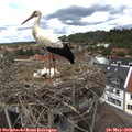 13_45-nest.jpg