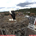 13_50-nest.jpg
