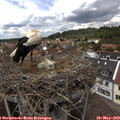 13_55-nest.jpg