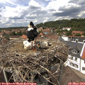 14_00-nest.jpg