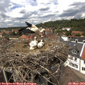 14_05-nest.jpg