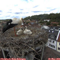 14_10-nest.jpg