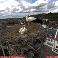 14_15-nest.jpg