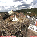 14_20-nest.jpg