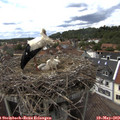14_25-nest.jpg