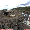 14_30-nest.jpg