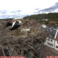 14_35-nest.jpg