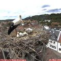 14_40-nest.jpg