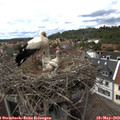 14_45-nest.jpg