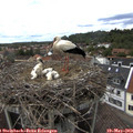 14_50-nest.jpg
