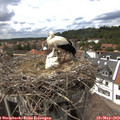 14_55-nest.jpg