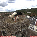 15_00-nest.jpg