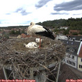 15_10-nest.jpg