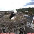 15_15-nest.jpg