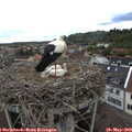 15_20-nest.jpg