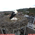 15_25-nest.jpg