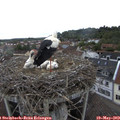 15_30-nest.jpg