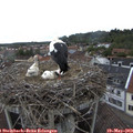 15_35-nest.jpg