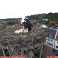 15_40-nest.jpg