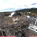 15_45-nest.jpg