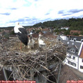 15_50-nest.jpg