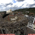 15_55-nest.jpg