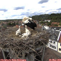 16_00-nest.jpg