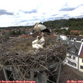 16_05-nest.jpg
