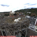 16_10-nest.jpg