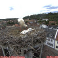 16_15-nest.jpg