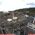 16_20-nest.jpg