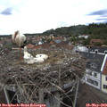 16_25-nest.jpg