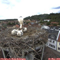 16_30-nest.jpg