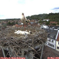 16_35-nest.jpg