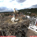 16_40-nest.jpg