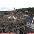 16_45-nest.jpg
