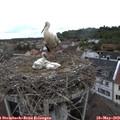 16_50-nest.jpg