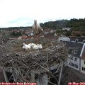 16_55-nest.jpg