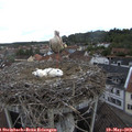 17_00-nest.jpg