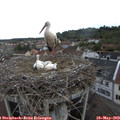 17_05-nest.jpg