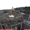 17_10-nest.jpg