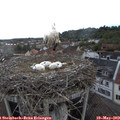 17_15-nest.jpg