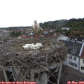17_20-nest.jpg
