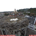 17_25-nest.jpg