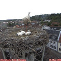 17_30-nest.jpg