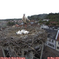 17_35-nest.jpg