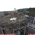 17_40-nest.jpg