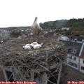 17_45-nest.jpg