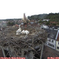 17_50-nest.jpg